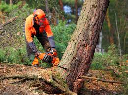 Best Utility Line Clearance  in Windcrest, TX